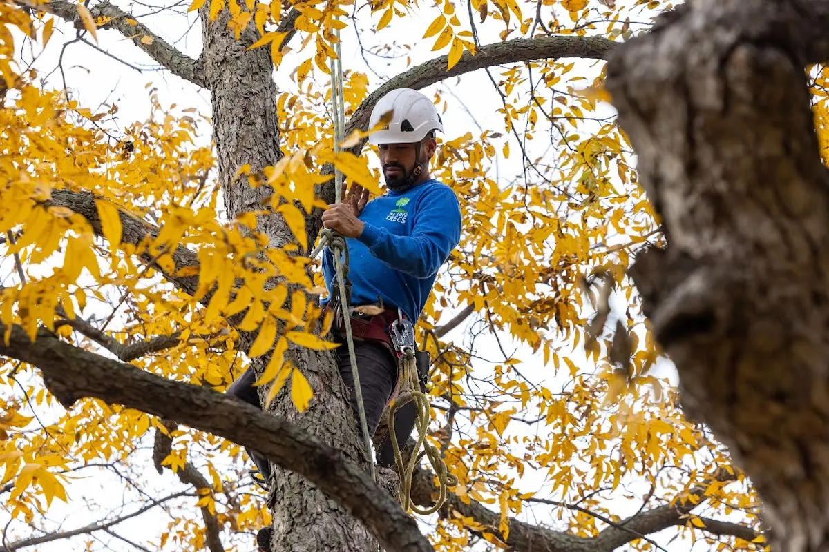 Skilled Storm Damage Cleanup crew working in New Salem