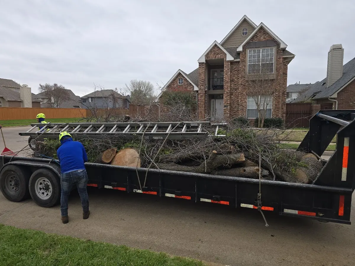 Expert Tree Pest Control with proper safety equipment in New Salem